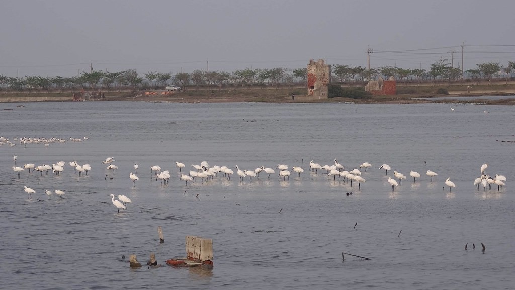 民間保育人士在十區鹽田拍攝到的鳥類活動。攝影：邱彩綢