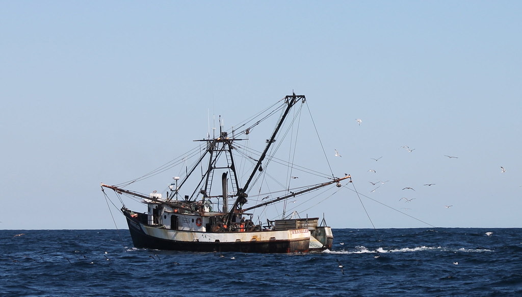監管機構重新開放奧勒岡州和加州外海,供底拖網捕撈,而曾經是該產業最大敵人的環保組織也點頭同意。照片來源:Jon. D. Anderson(CC BY-NC-ND 2.0)