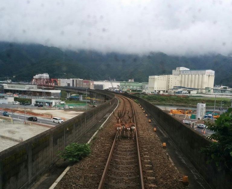 鹿待在鐵軌的畫面雖然可愛，對有關單位來說也是一大麻煩。 Photo: わ～ちゃん