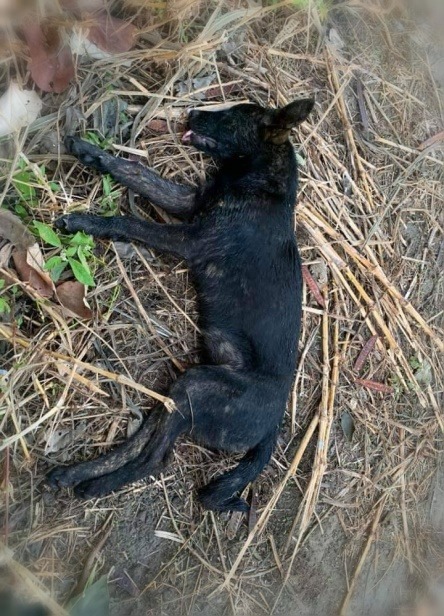 渾身是傷的小黑嚥下了最後一口氣。何志明/提供