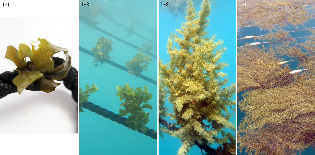 使用中國半葉馬尾藻藻苗繩所建置的人工藻場。左:中國半葉馬尾藻藻苗。中:藻苗布放後不同時期的生長情形。右:以中國半葉馬尾藻所建置的人工藻場。水試所澎湖海洋生物研究中心提供