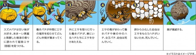殺蜂盒的滅蜂步驟。照片來源:アース製薬