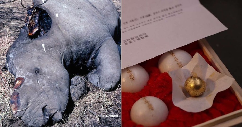 野生動植物走私者誆稱,犀牛角和其他野生動物製品可以治武漢肺炎。照片來源:EIA