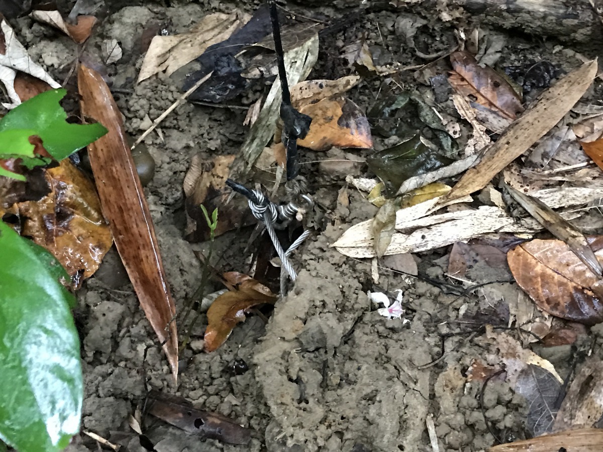 線材陷阱主要是利用線材及活扣束緊動物限制行動達到獵捕目的。周聰吉/提供