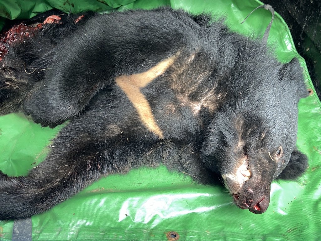 死亡黑熊四肢完整,只有下腹部有一個大面積的開放性傷口。圖片提供:花蓮林管處。