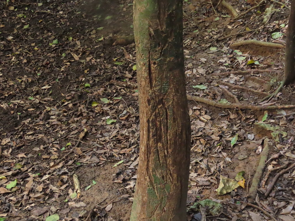 徑級10公分的小徑木，是台灣梅花鹿喜歡磨角的對象。攝影：廖靜蕙