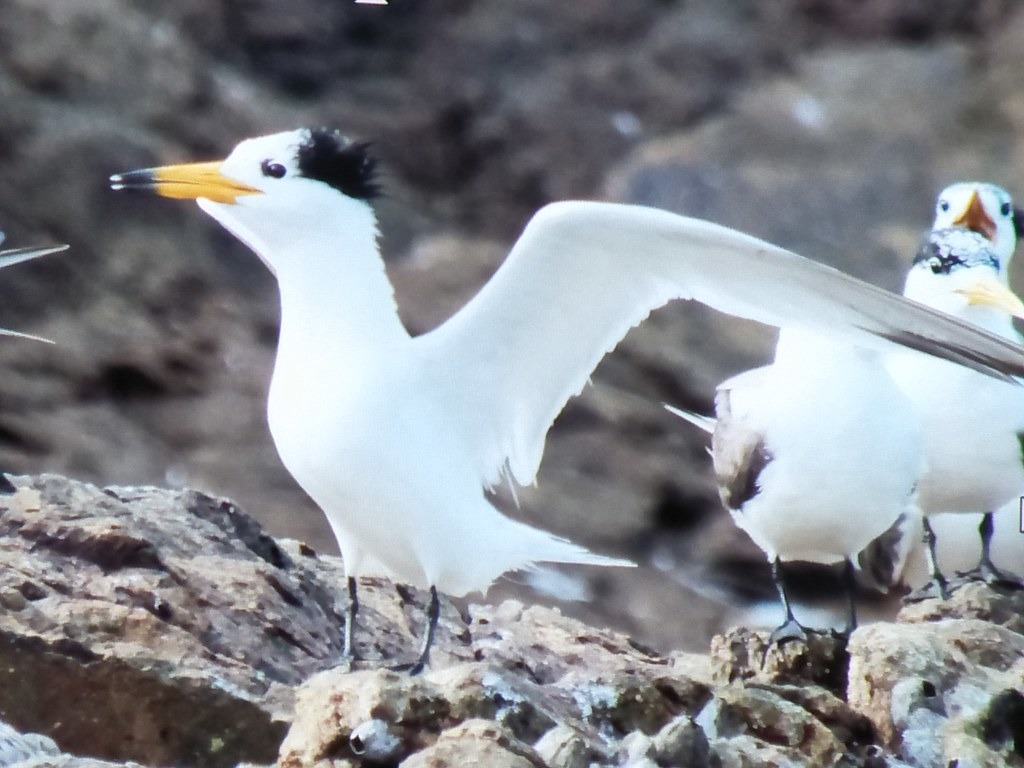 期待保育類神話之鳥黑嘴端鳳頭燕鷗降臨。台北市野鳥學會提供