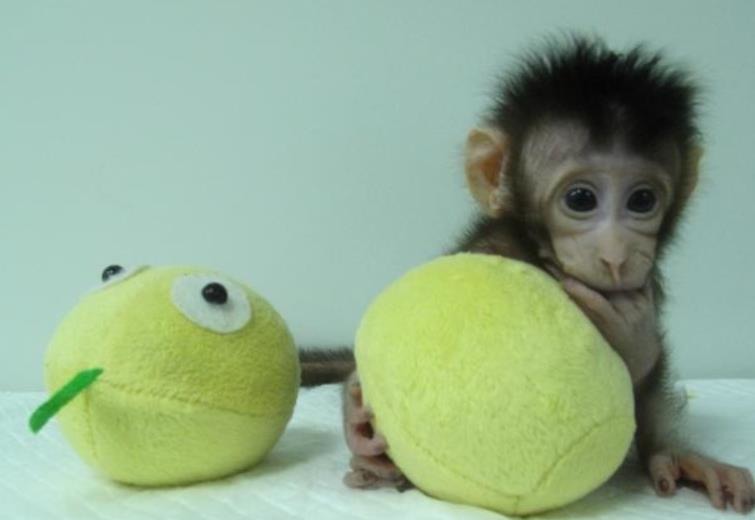 科學家希望利用更多的複製動物來研究像自閉症、帕金森氏症、阿茲海默症，和亨丁頓舞蹈症的遺傳性疾病。來源:CNN