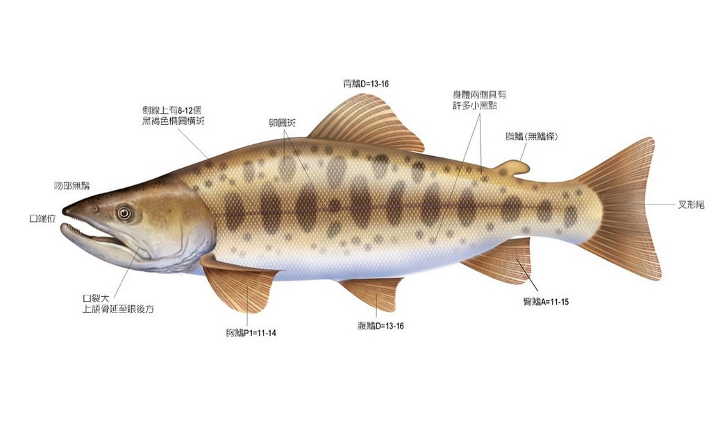 台灣鈎吻鮭身體兩側的側線上有8~12個黑褐色的橢圓形橫斑(parr mark)、背脊至側線間也散布著5~9個青褐色的圓斑，這些是牠的重要外部形質特徵。 。圖片來源：台灣博物館