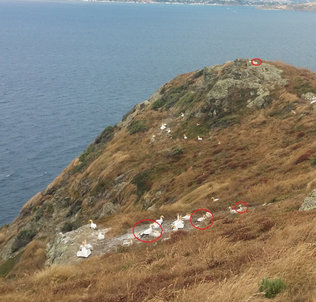 在今年 12月底,「友善瑪納島」興奮地宣布瑪納島有新訪客(紅圈處)登陸了,透過這張俯瞰圖,也可以一覽島上被安置了各式各樣的水泥塘鵝。 Photo: Friends of Mana Island