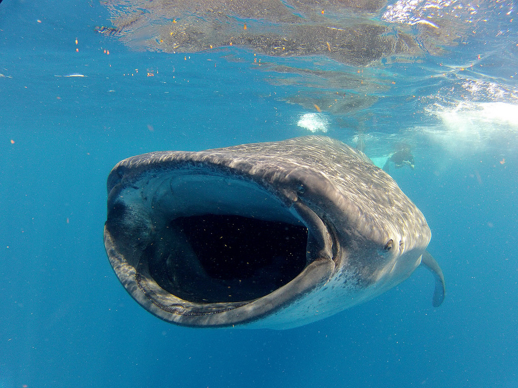 鯨鯊。圖片來源：Russ Soukoreff（CC BY-NC 2.0）