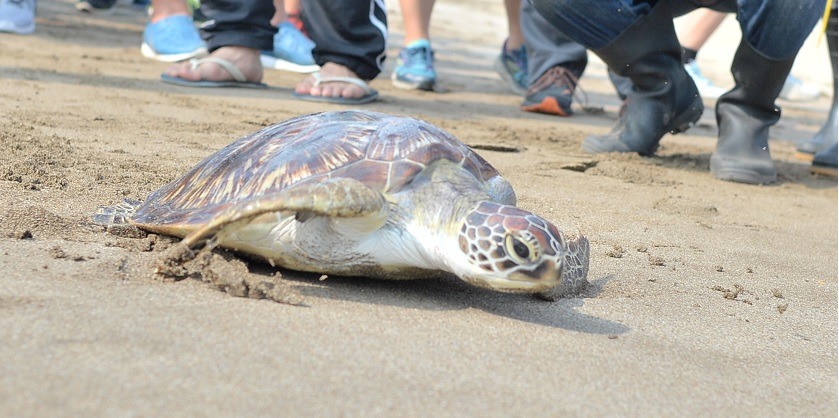 「龍蝦麻糬」被發現擱淺時，滿肚子垃圾模樣淒慘。劉凱/攝