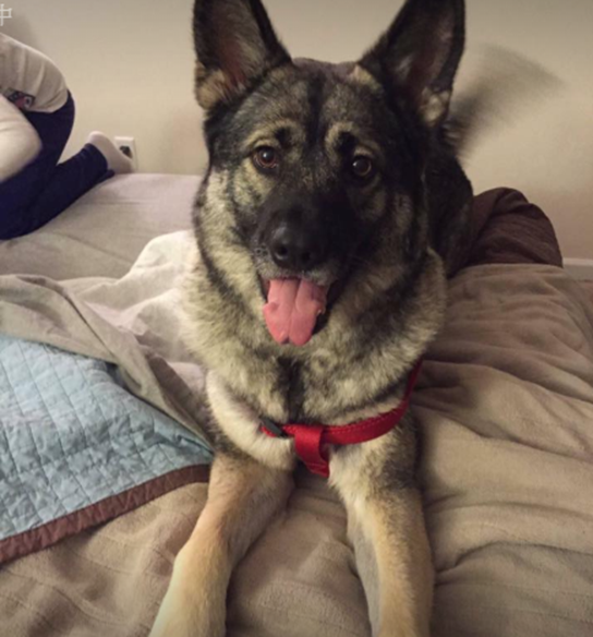 原本在街頭流浪的Evie,非常親人,是救援組織眼中的甜姐兒。 取自Josephs Legacy臉書