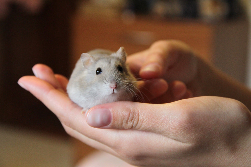 倉鼠無害可愛的外表以及嬌小的體型,讓牠成為不少人心目中的理想寵物。 Photo: Valentina Storti