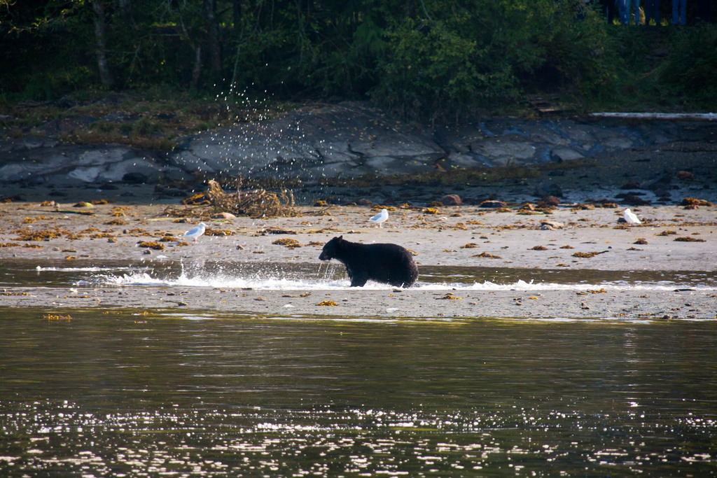 棕熊仍需靠鮭魚補充體力。圖片來源：Dave Appleby（CC BY-NC 2.0）