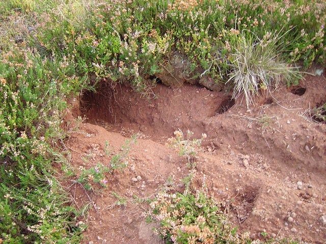 聽過狡兔三窟嗎?這句話一旦應用在現實生活中,就成為讓農人頭大的問題了。 Photo: Richard Webb