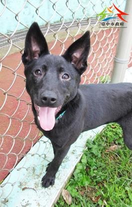 再次回到動物之家等待新家的Q寶。台中市政府/提供