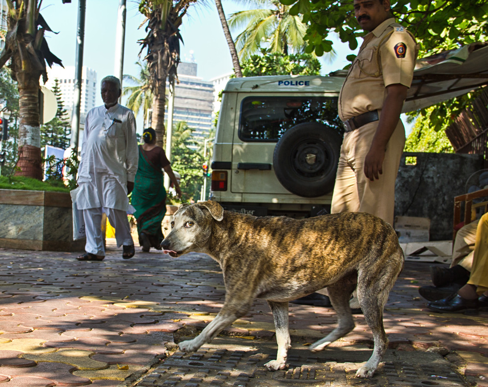 在印度殺害野狗是違法的，人們只能仰賴當局替野狗結紮控制牠們的數量。 Photo: Kapil