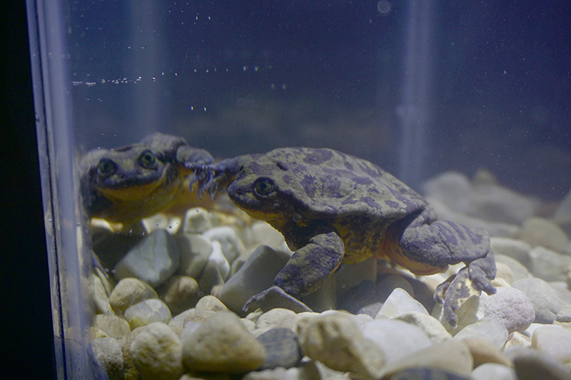 羅密歐在徵友的照片下寫到：「一定得有張對著鏡子的自拍照，對吧？」 Photo: Ｍatch.com