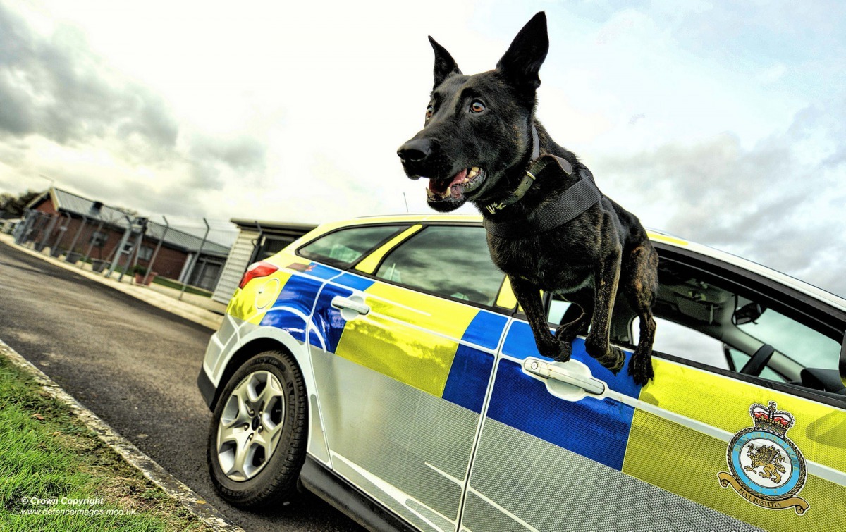 圖為一隻英國皇家空軍(Royal Air Force)的警犬從車窗裡跳出來。 Photo: Defence Images