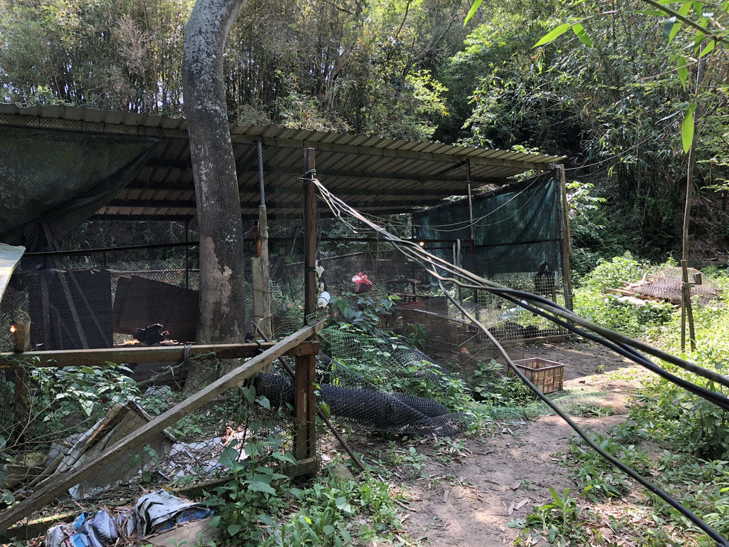 山區雞舍的特徵：就地取材、廢物利用。攝影：廖靜蕙