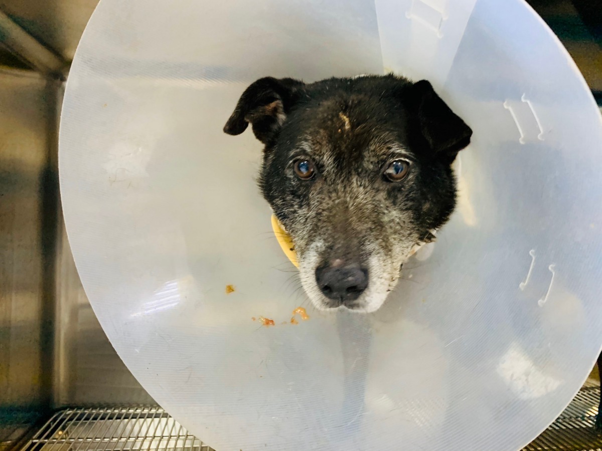 治療後下顎組織壞死,痛苦表情、兩眼無神。APA/提供