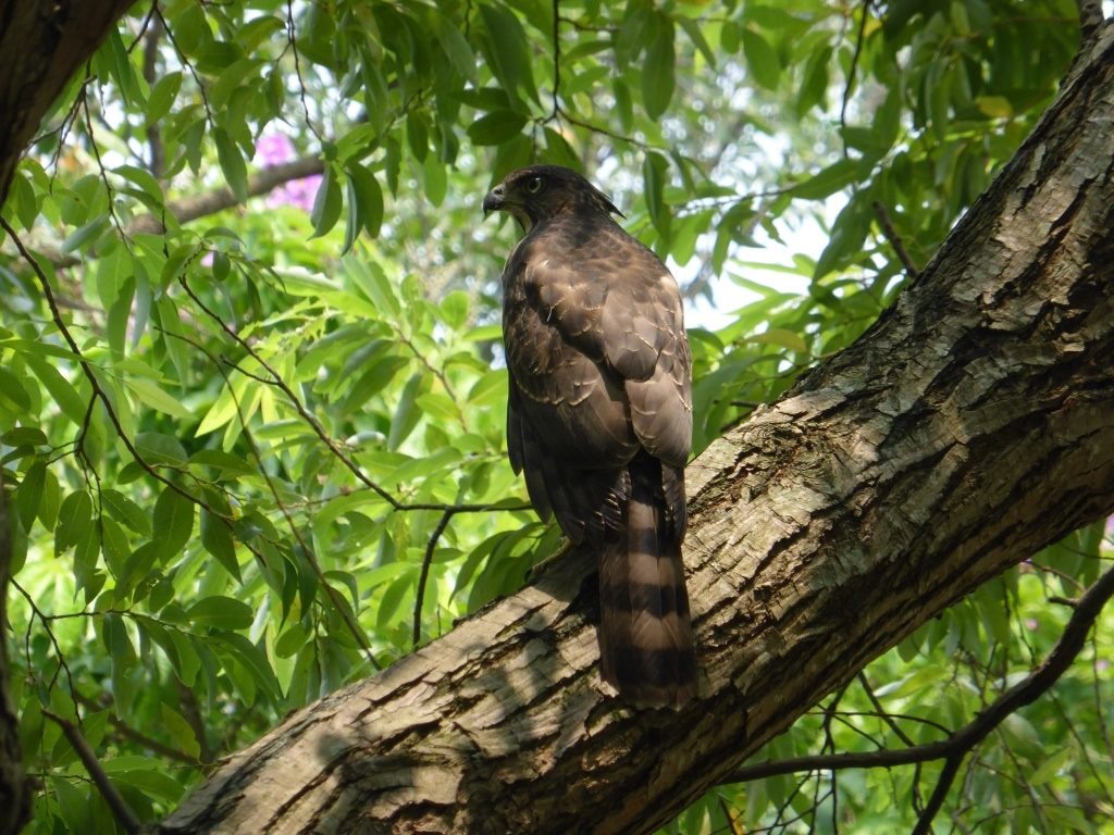 鳳頭蒼鷹。臺北市公園處/提供