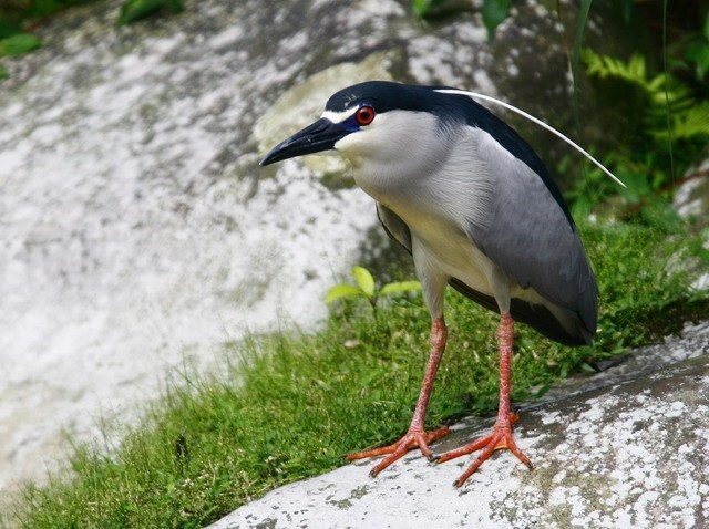 夜鷺。臺北市工務局水利處/提供