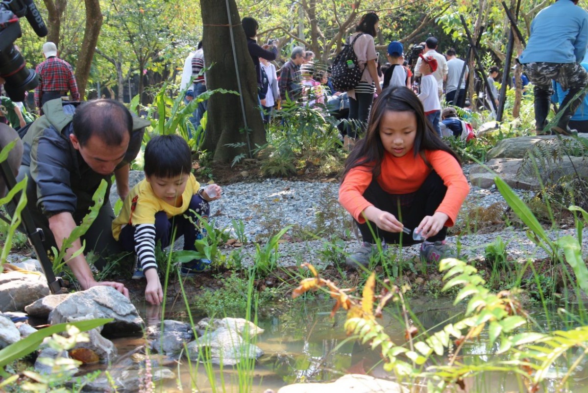 小朋友神情專注的在野放螢火蟲幼蟲。台北市公園處/提供
