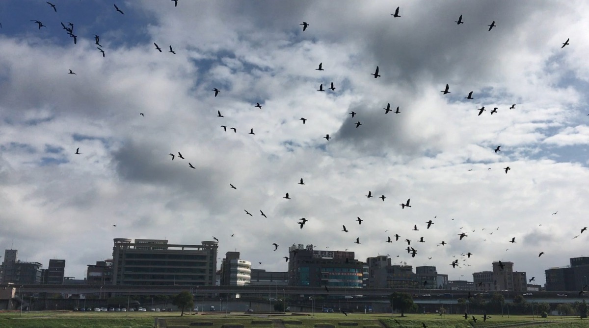 鸕鶿大軍盤旋飛北市觀山河濱公園。臺北市政府工務局/提供