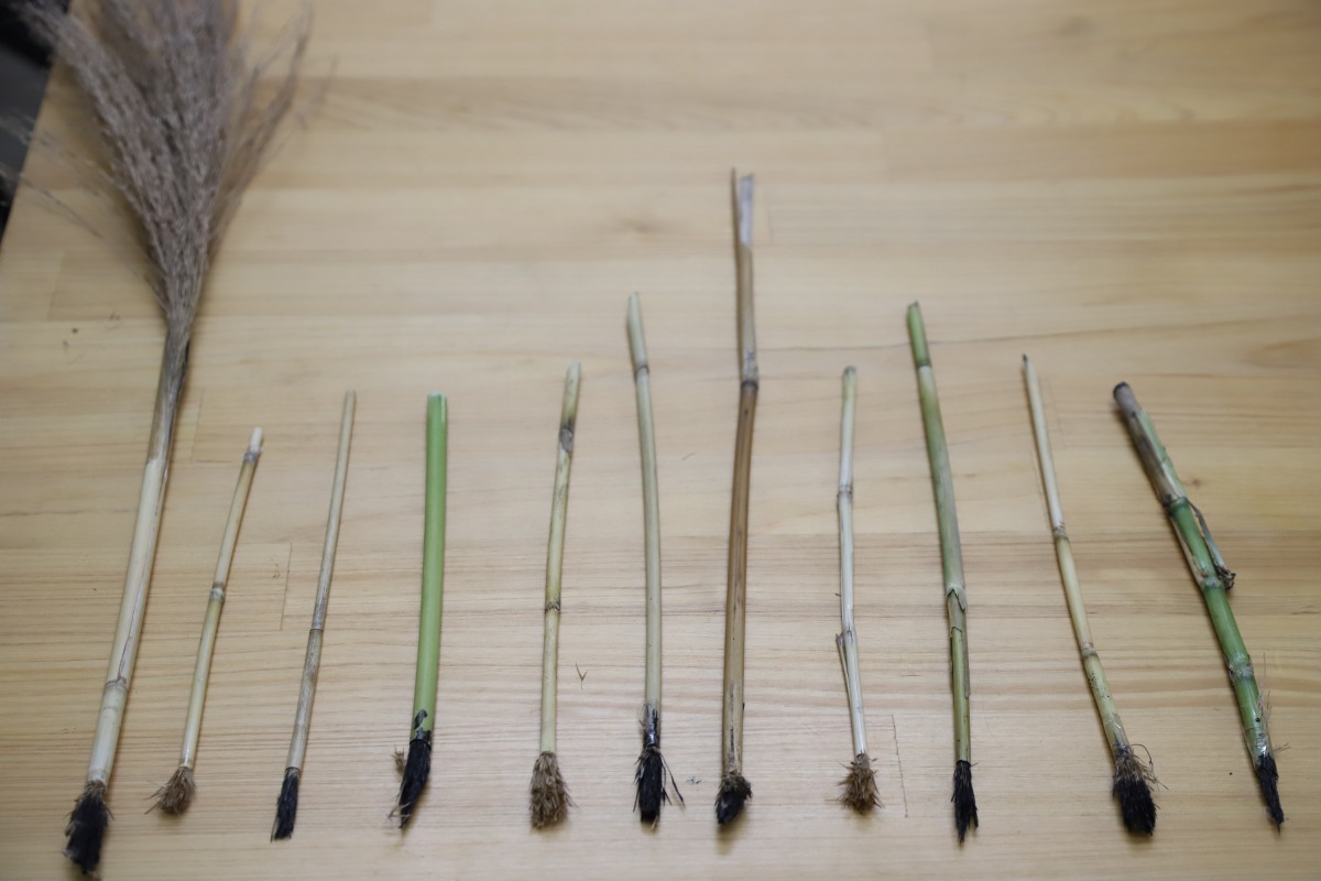 用蘆葦製作的毛筆。新北市政府/提供
