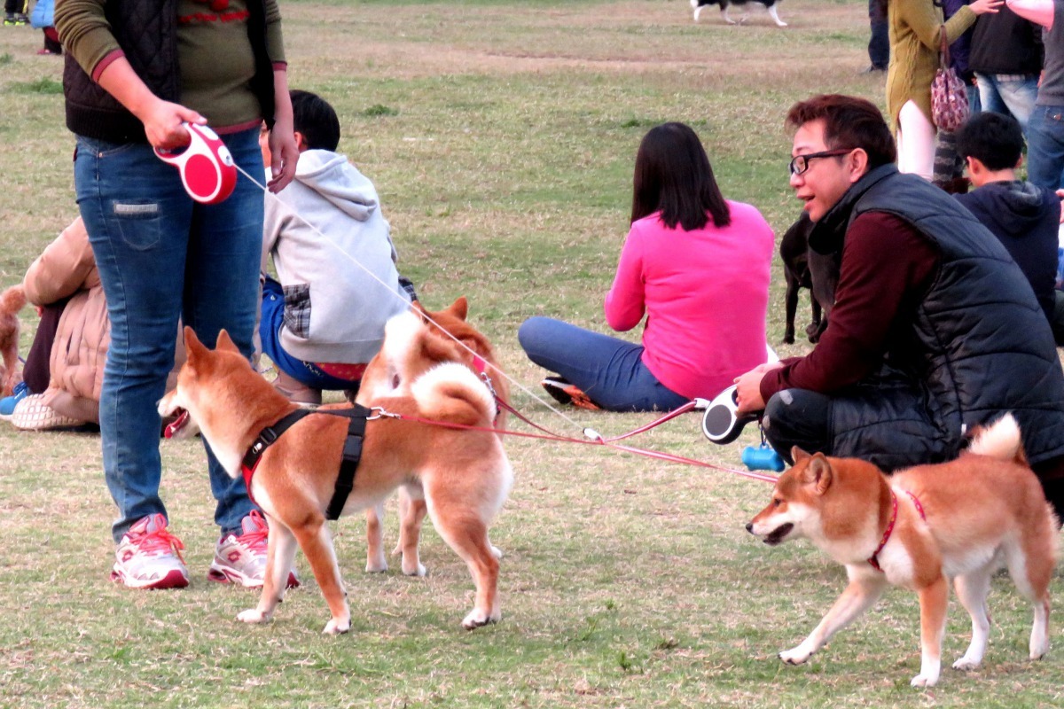 外型靈活俐落的柴犬擁有許多喜愛者。 高維奇／攝