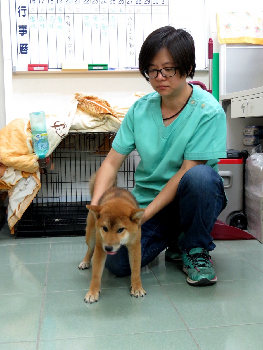 收容所的柴犬為秒殺認養的犬種。高維奇／攝
