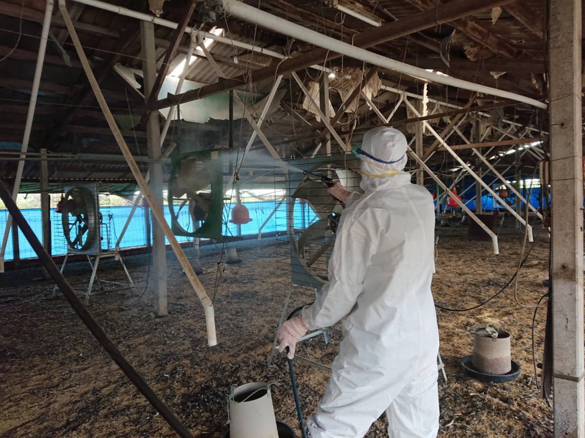 動保處人員對感染禽流感的養雞場內進行消毒。圖／台南市動保處提供
