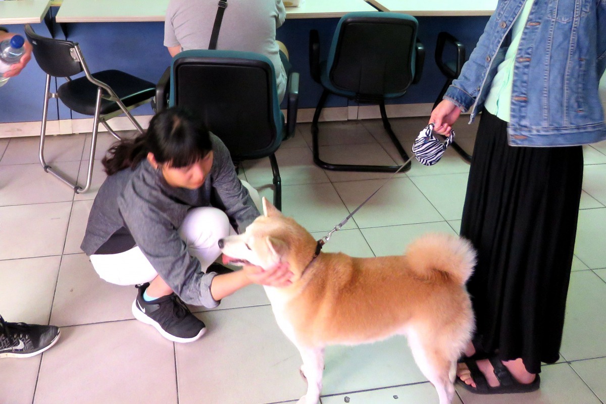 學生(左)拾獲走失的柴犬，帶到動保處辦公室掃瞄晶片通知飼主前往領回。高維奇／攝
