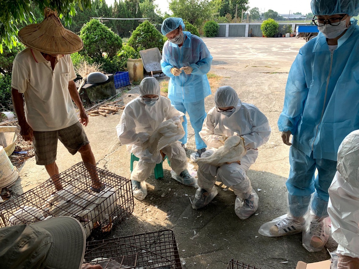 動保處防疫人員隨機監測高風險區域禽場，檢驗結果皆為陰性。圖／台南市動保處提供