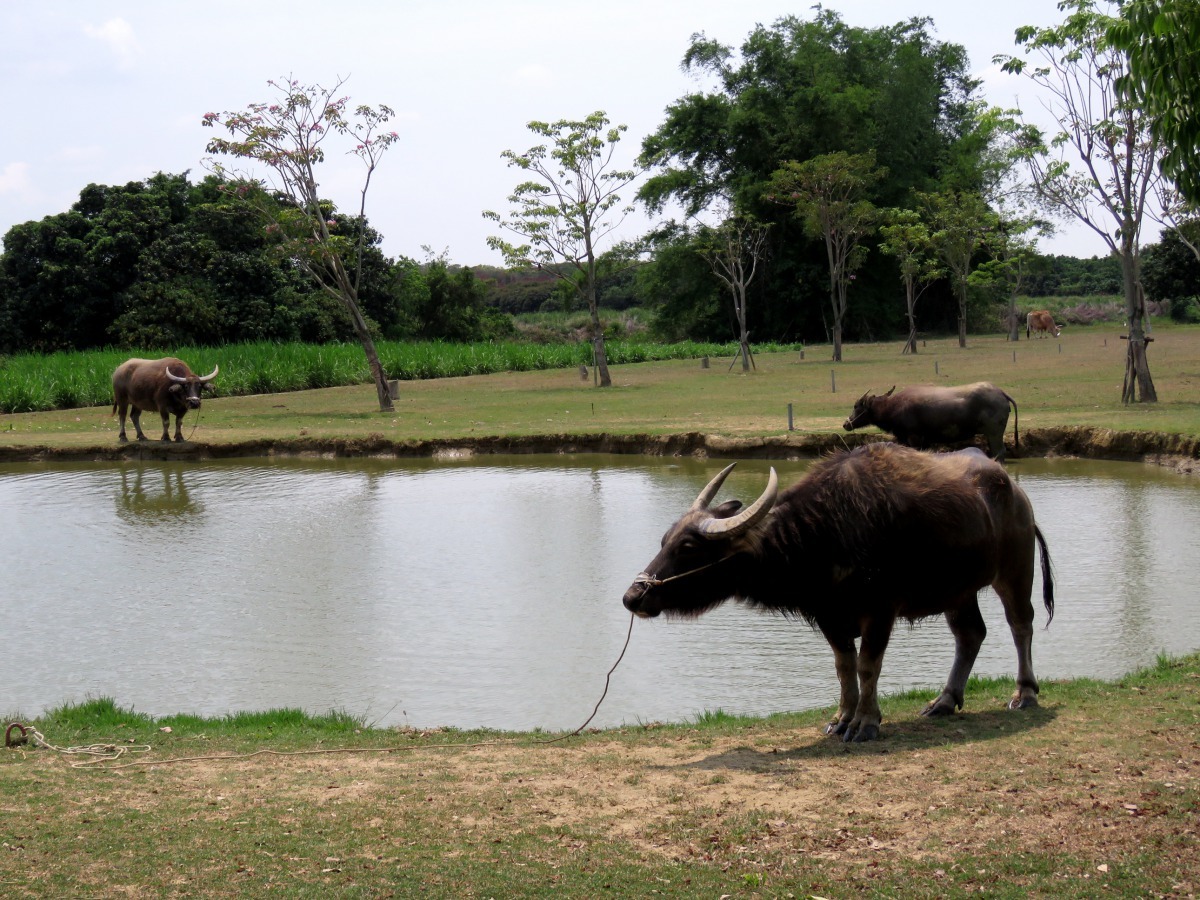 「老牛的家」可以近距離觀看水牛。高維奇/攝