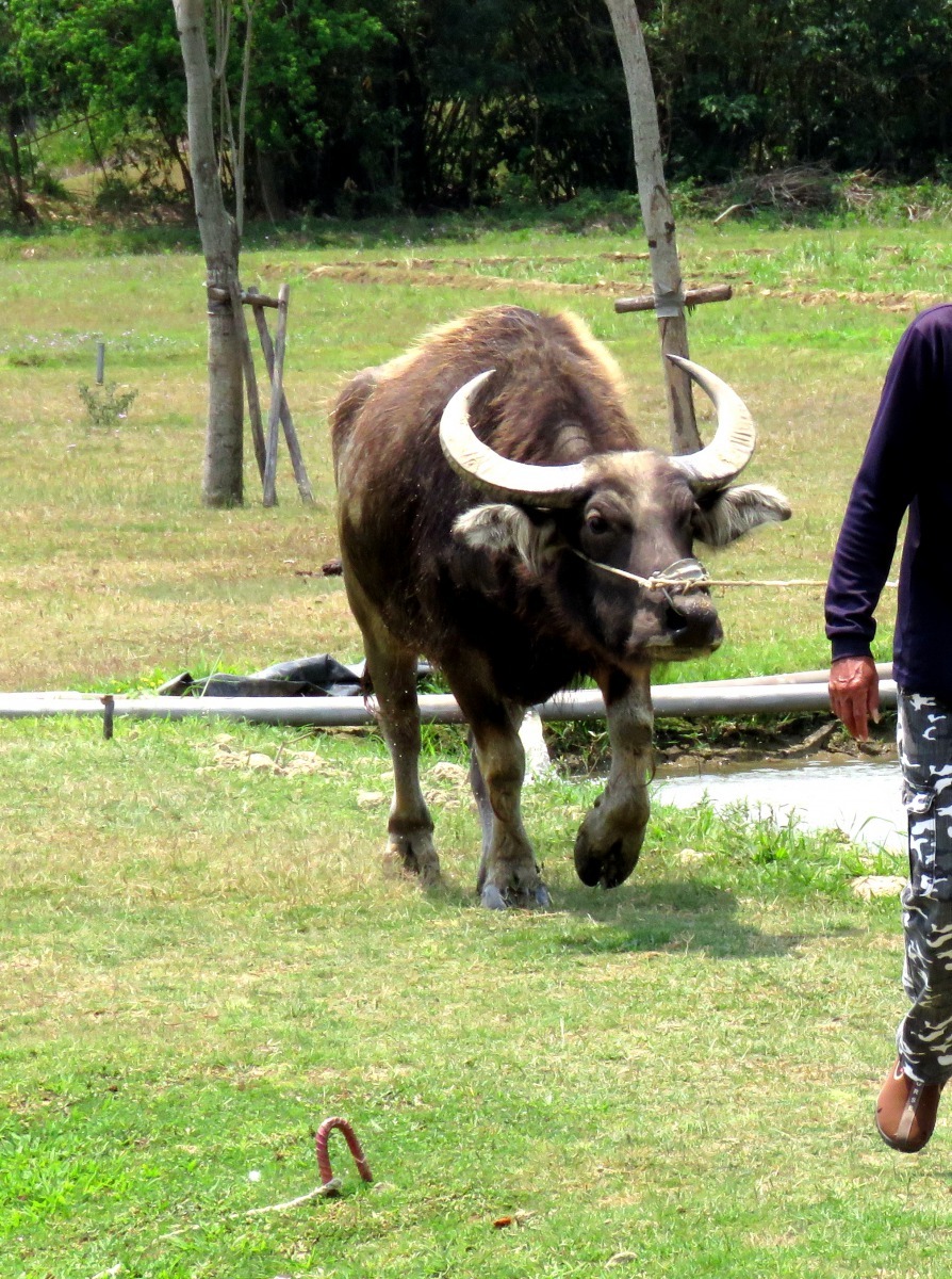 「老牛的家」可供民眾瞭解台灣早期農民與牛隻一同耕種的文史。高維奇/攝