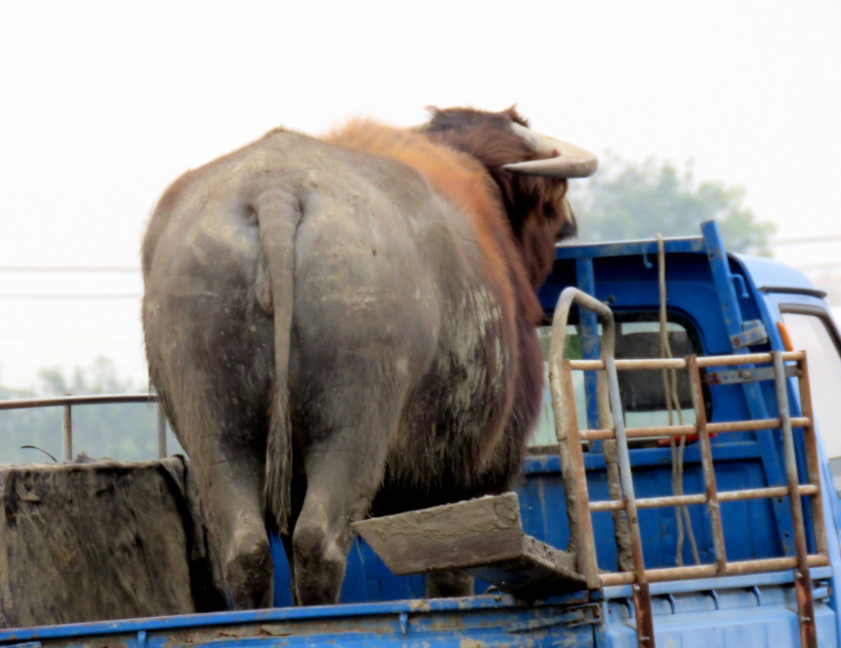 代耕業者以小卡車載水牛到農村為農民耕田。高維奇/攝