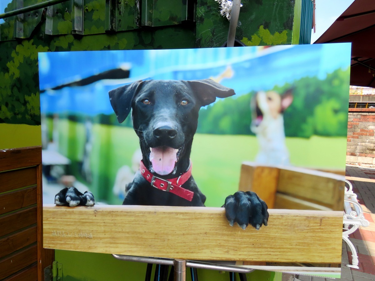 王琦琦的浪浪作品。高維奇／攝