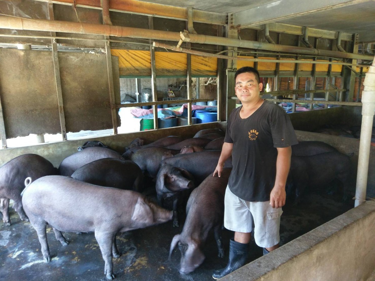 養豬協會理事長李當期理事長豬舍乾淨明亮，通風良好，豬隻健康，生產良好。新北市動保處/提供
