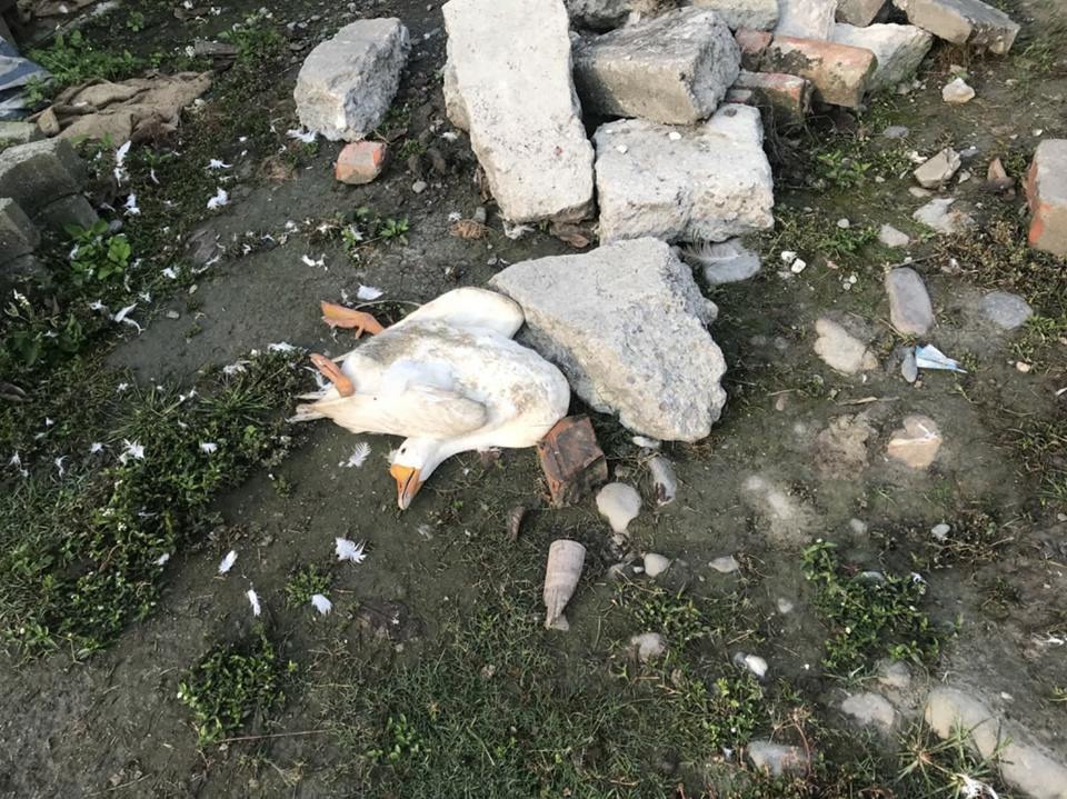 遭浪犬咬死的母鵝。周聰吉/提供