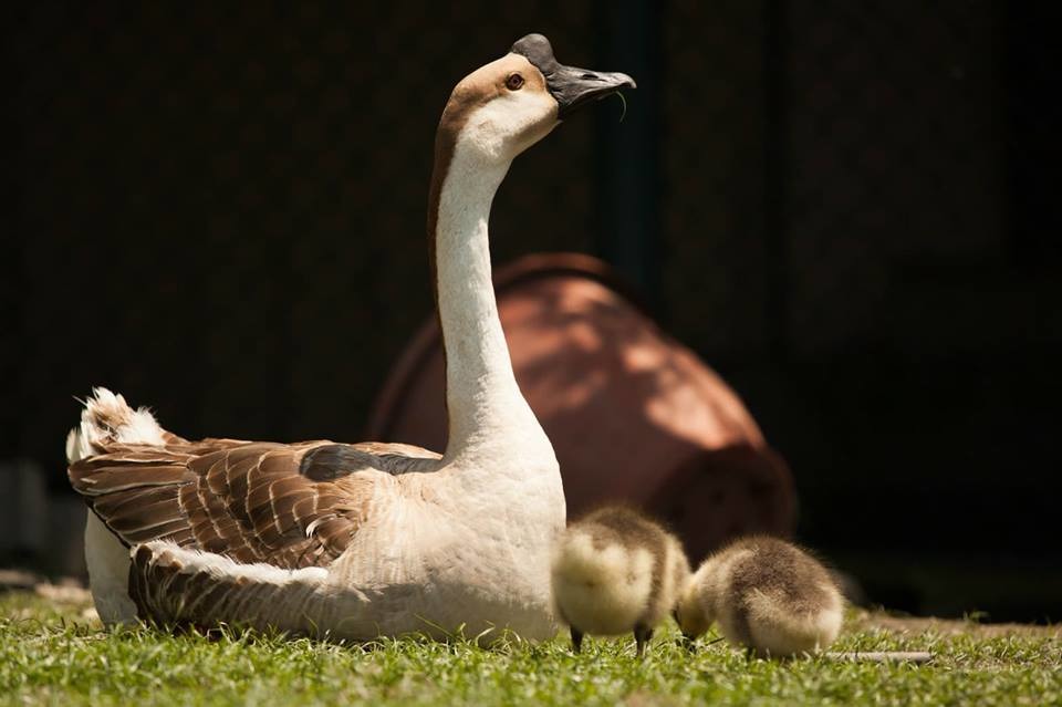 殘存的公鵝與疑似太陽公公孵化出的小鵝。周聰吉/提供