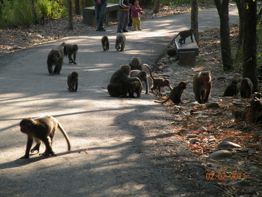 到豐柏廣場餵食台灣獼猴，可能會吃罰單！圖片來源：南投林區管理處