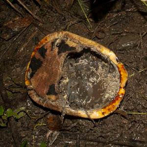食蛇龜、柴棺龜野放都有死亡、被捕食或被盜獵的風險。圖片來源：陳添喜。