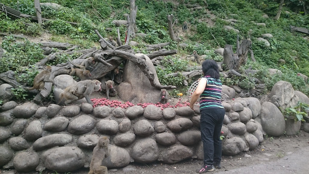 野生的獼猴一旦有被人類餵食的經驗，會對人類產生「食物連結」，看到人就聯想到食物，對民眾形成潛在的威脅。圖片來源：南投林區管理處