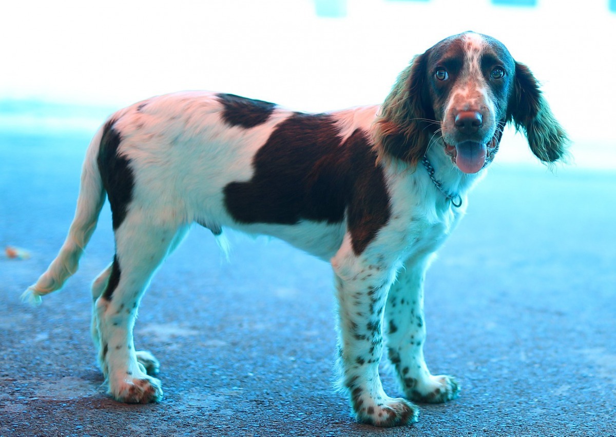 英國史賓格犬屬於中型狩獵犬，穩定性高，服從力強，極富工作企圖心，於歐美國家的緝毒犬、偵爆犬佔有極高的比例，評價甚高。新北市警犬隊/提供（請勿擅自轉載或翻攝）