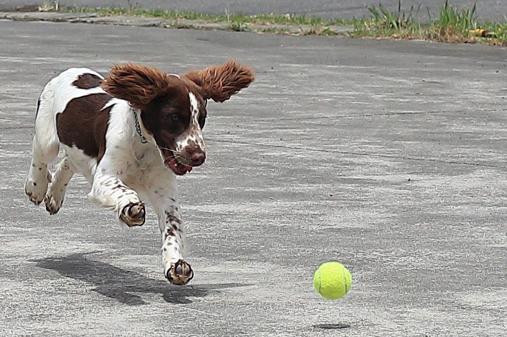 新北市警犬隊員自行引進英國史賓格犬進行訓練測試，期盼為警犬隊帶來更好的偵搜效果。新北市警犬隊/提供（請勿擅自轉載或翻攝）