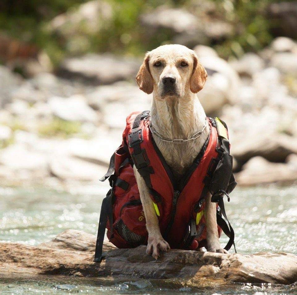 參加「最佳英姿獎」及「最有活力獎」的搜救犬,需報名參加消防署107年全國消防義消競技大賽開幕,由領犬員帶領搜救犬進場分列式及現場表演。取自臺中GoGo - 狗狗 -臺中搜救犬粉絲頁