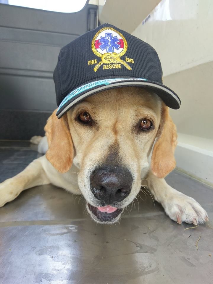 隸屬於臺中市消防局的搜救犬「鐵雄」將報名參加「最萌人氣獎」票選活動。取自臺中GoGo - 狗狗 -臺中搜救犬粉絲頁